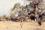 Village under a Tabaldi tree