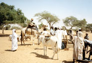 A Look Into Sudanes Culture